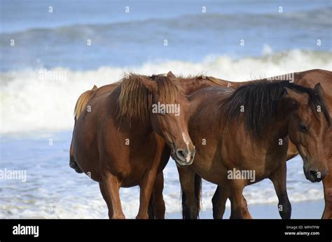 Wild Horses Beach Stock Photo - Alamy