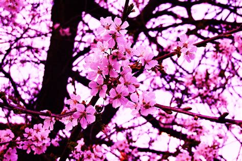 Черри блоссом (много фото) - treepics.ru