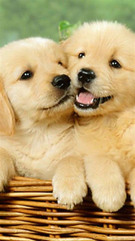 Cute Puppy Dog Wallpapers - Top Free Cute Puppy Dog Backgrounds ...