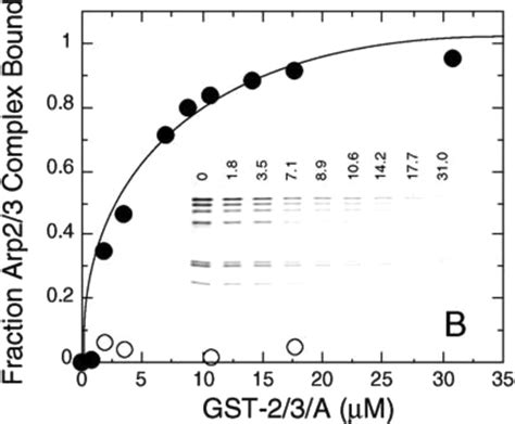 A Guide To Simple And Informative Binding Assays Molecular Biology Of