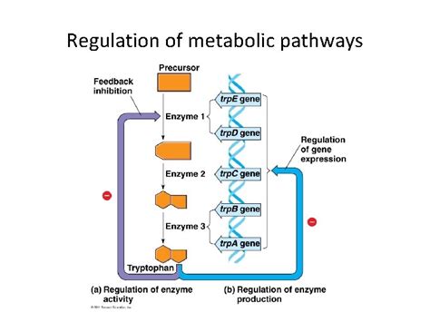 Regulation of metabolic pathways Bacterial control of gene 