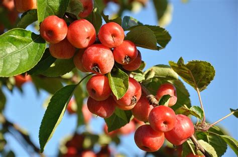 Schiavo Ghiaccio Comunista Alberi Da Frutto Da Giardino In Forma