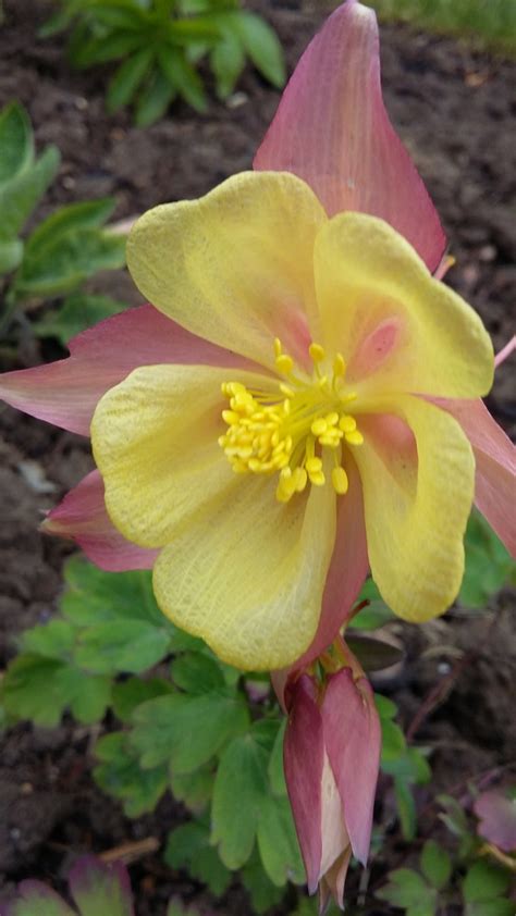 Aquilegia | The Helpful Gardener