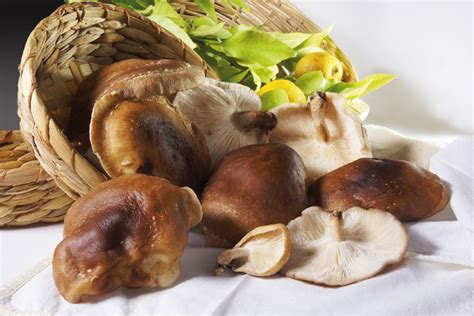 Funghi Shiitake Propriet E Benefici Antitumorale Antinfiammatorio