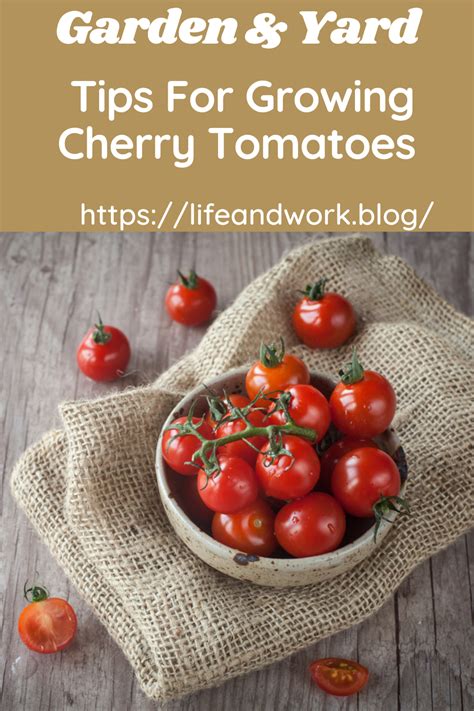 Tips For Growing Cherry Tomatoes