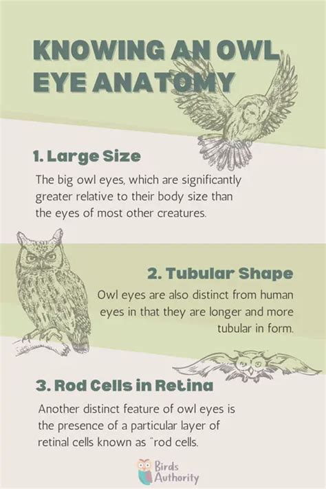 Owl Eye Anatomy Why Do Owls Have Large Eyes