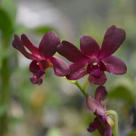 Buy Orchid Dendrobium Flask Amthai Orchids Online