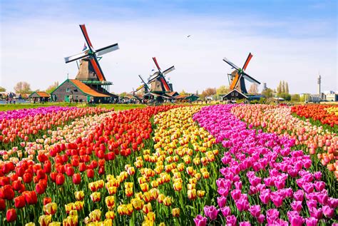 Champs De Tulipes En Hollande O Aller Quel Moment