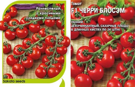 Томат Чери блосэм: отзывы, фото, урожайность, характеристика и описание ...