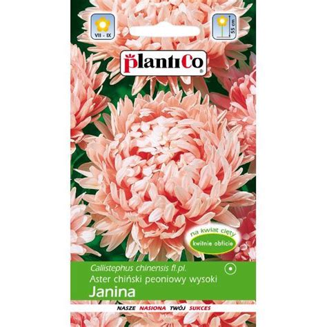 Aster Peoniowy Janina 1g Plantico Rolno Ogrodniczy Pl