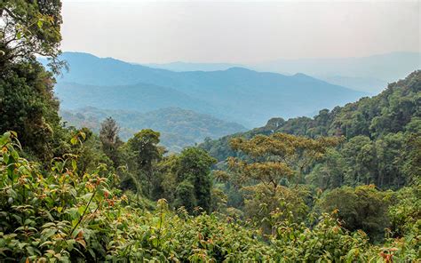 La Unesco Declara Al Bosque De Nyungwe De Ruanda Patrimonio De La