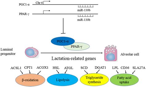 Diagram summarizing our findings miR 130b inversely target both PGC 1α