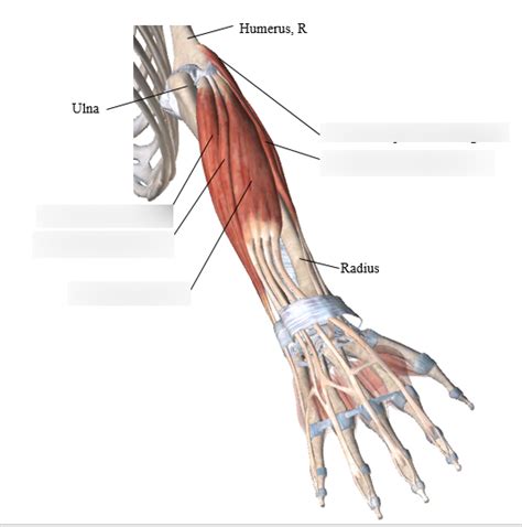 Superficial Extensors of the Wrist Diagram | Quizlet