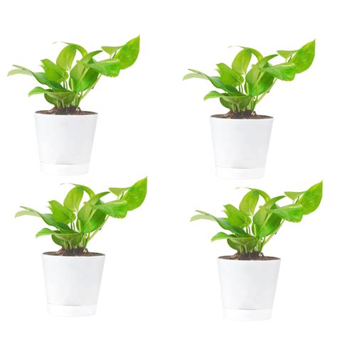 Good Luck Money Plant with Self Watering Pot | Air Purifying Live Money ...