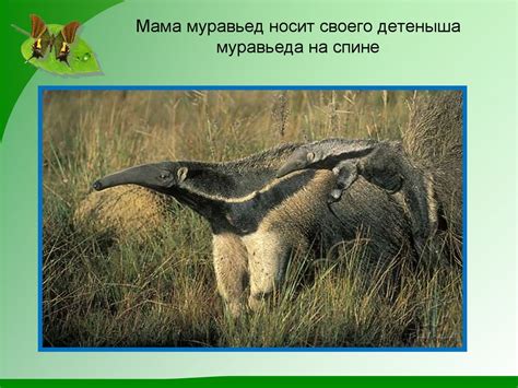 Муравьед - презентация онлайн