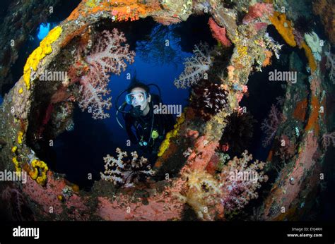 A Diver Looks Through A Coral Encrusted Window On The Liberty Wreck