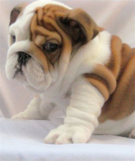 So Chubby Cute Bulldog Puppies Cute Bulldogs English Bulldog Puppies