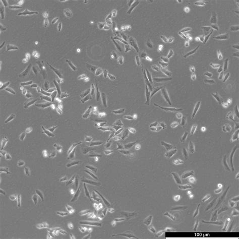 Nci H Cells