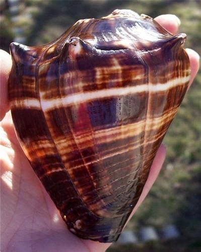 Rare Polished Melongina Conch Seashell Nautical Shell An Island Girl