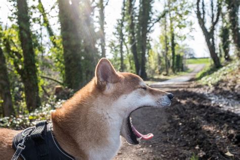 Dog Yawning Royalty-Free Stock Photo