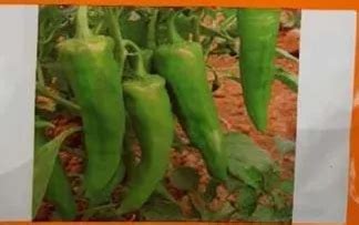 Hybrid Chilli Seeds At Best Price INR 430 Pack In Rajkot Gujarat From