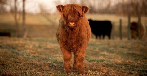 How Much do Cows Weigh? [Miniature, Highland, Dairy, Baby, Jersey, Beef]