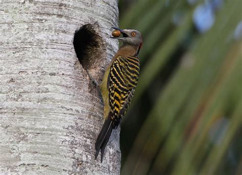 Hispaniolan Woodpecker – birdfinding.info