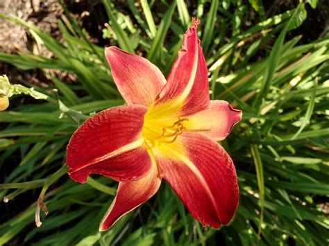 Hemerocallis Fulva Calflora