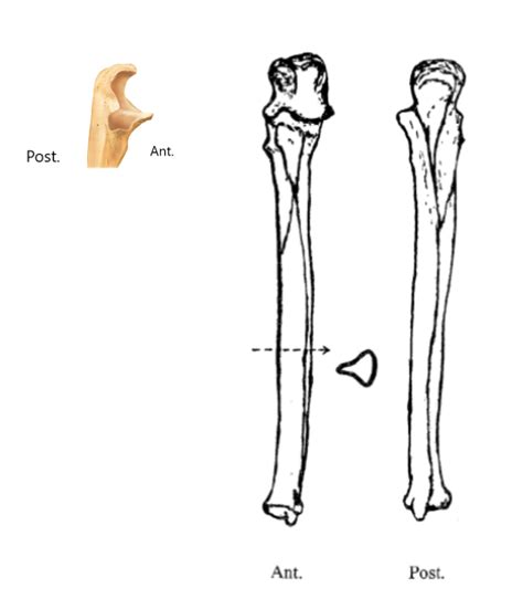 Ulna Diagram Quizlet