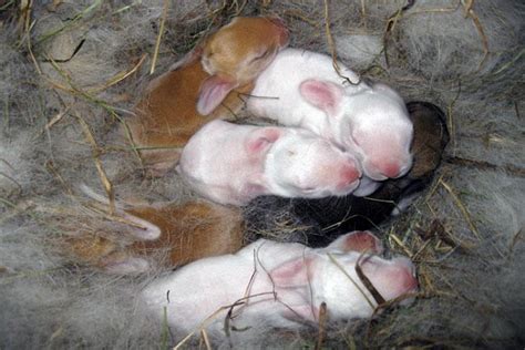 QUE COMEN LAS CONEJAS RECIÉN PARIDAS Conejitos