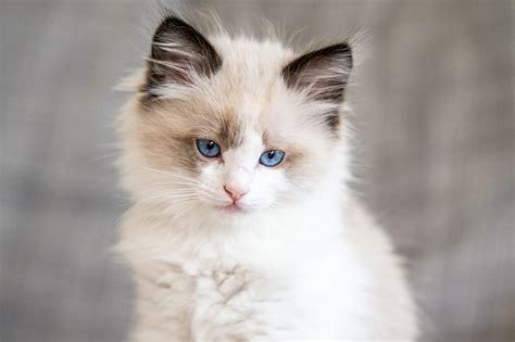 Can You Guess the Cat Breed from Its Kitten Picture? | Reader's Digest