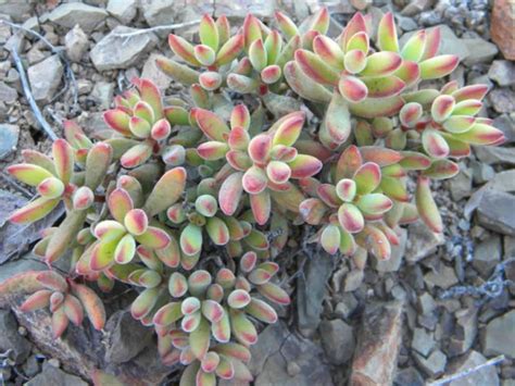 Crassula rogersii | World of Succulents