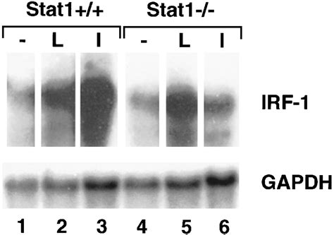 Targeted Disruption Of The Mouse Stat1 Gene Results In Compromised