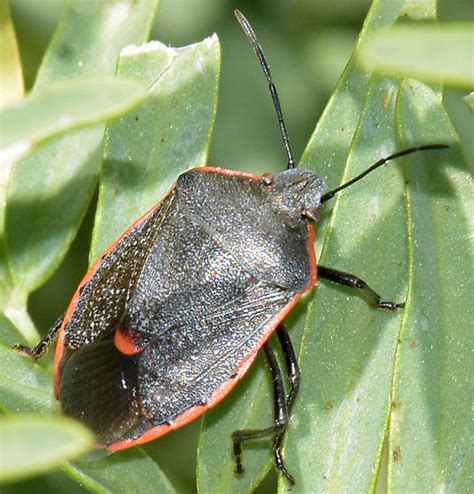 Red Edged Black Stinkbug Chlorochroa Ligata BugGuide Net