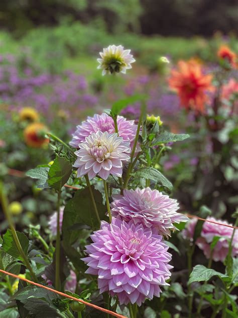 12 Flowers for a Summer Garden - Beautiful Plants That Bloom All Summer ...