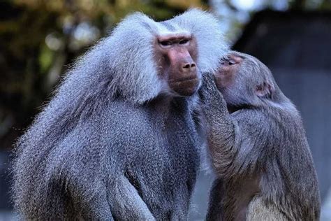 Fun Baboon Facts For Kids | Kidadl