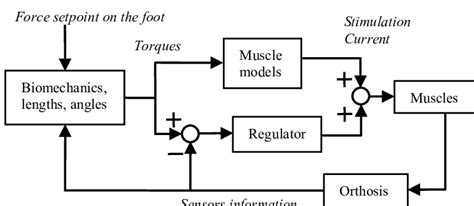 Functional Electrical Stimulation Control Diagram Using Models Of The