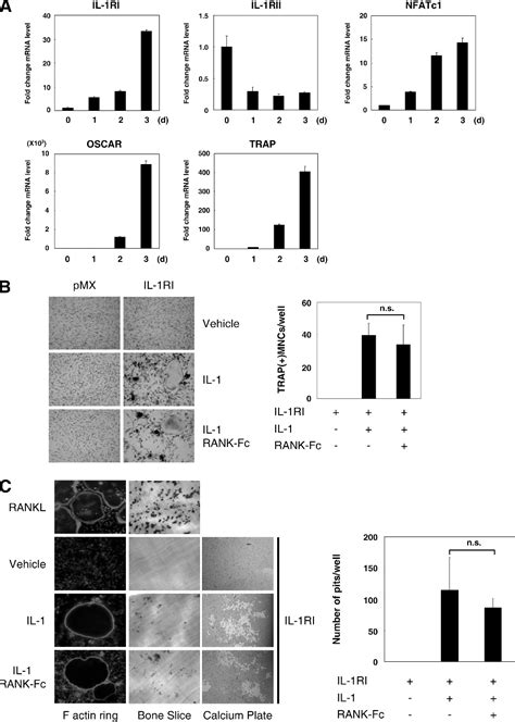 Figure 1 From Induced By IL 1 The Mechanism Of Osteoclast