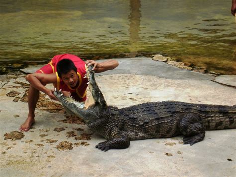 Adventures in Thailand: Crocodile Farm