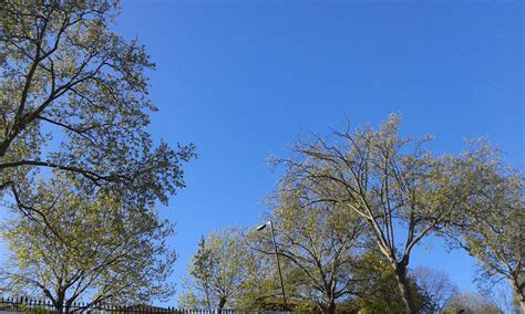 Bildet Tre Natur Skog Gress Gren Sky Anlegg Himmel Eng