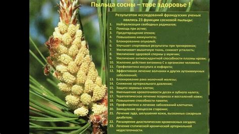 Новая Эра ¦ Сосновая пыльца состав, свойства продукции Guozhen Денис ...