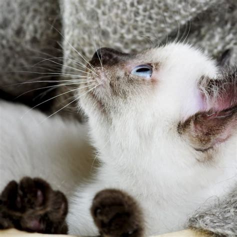 Can Siamese Cats Retract Their Claws – The Answer! – FAQcats.com