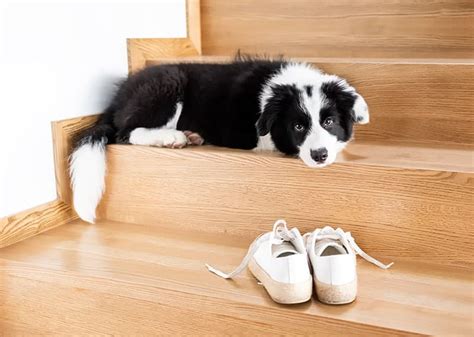 Jak rozpoznać i leczyć uczulenie u border collie BorderCollie pl