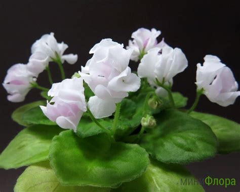 Фиалка Сады Любви Фото И Описание — Bluemorphotours.ru