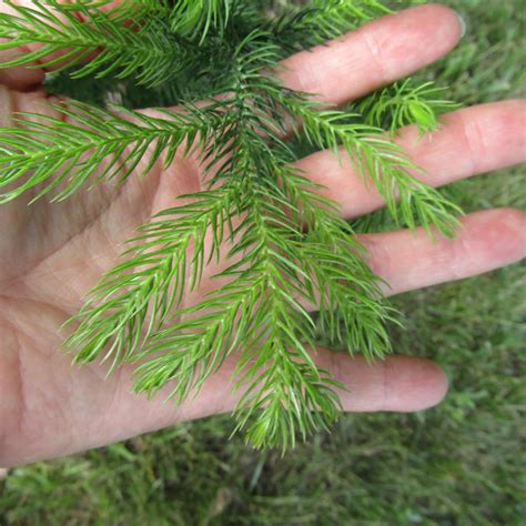 Potted Evergreen Given to Me Last Week. : r/whatisthistree