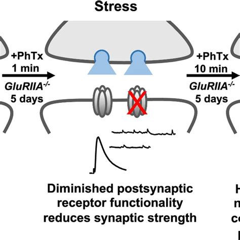 Presynaptic homeostatic depression at the Drosophila NMJ. Schematic of ... 
