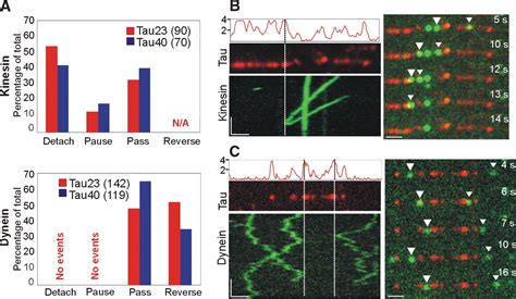 Differential Regulation Of Dynein And Kinesin Motor Proteins By Tau