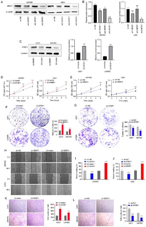 Figure 4 From Srsf1 Induces Glioma Progression And Has A Potential