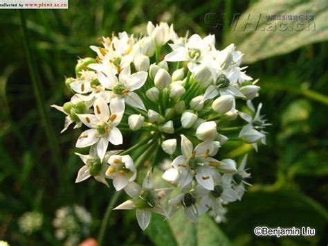 Allium Tuberosum Rottler Ex Sprengle