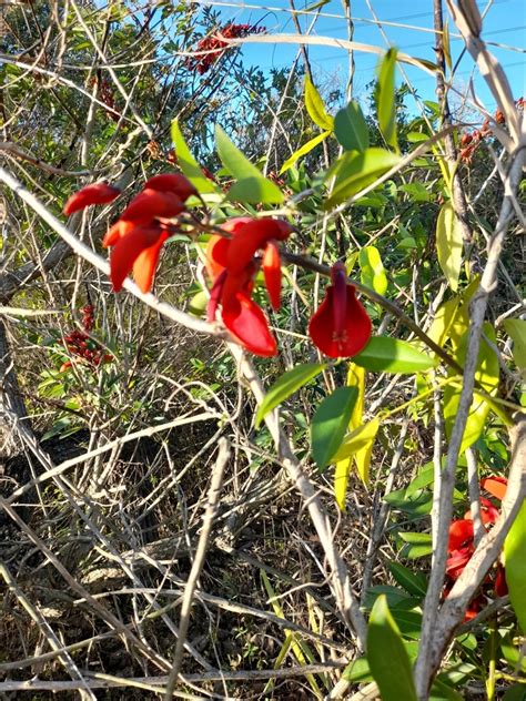 Cockspur Coral Tree From Carina Qld Australia On August